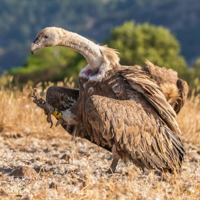 Griffon Vulture #griffon vulture#vulture#bird#upl#Gyps fulvus