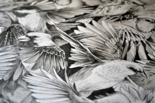 ruineshumaines:  Red-throated, Black-capped, Spotted, Barred by Teagan White. On Tumblr. 