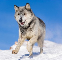 Beautiful-Wildlife:  Wolf By Frank Lukasseck
