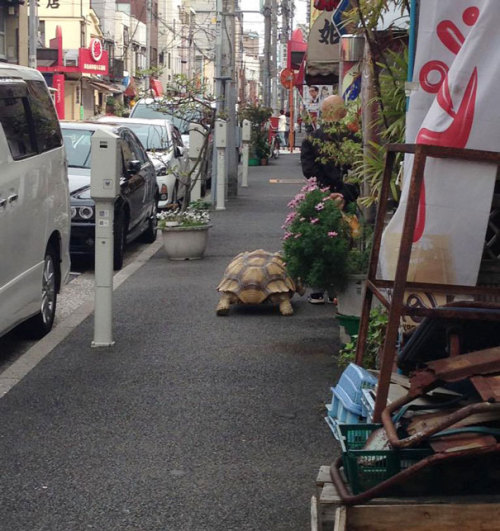 boredpanda:World’s Most Patient Pet Owner Walks His Giant Tortoise Through Streets Of Tokyo