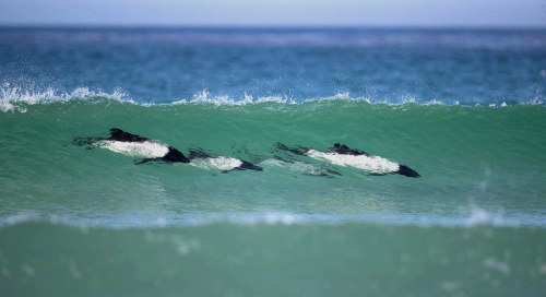 terranlifeform:Commerson’s dolphins (Cephalorhynchus commersonii) riding a wave at Pebble Island in 