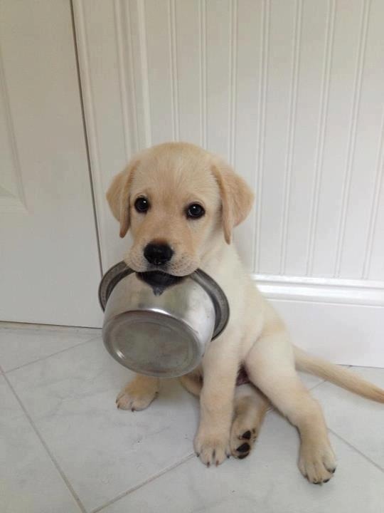 failsnet:  Tumblr Fails.net - I am hungry