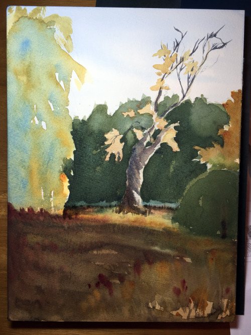 Golden hour in the Arnold Arboretum <3