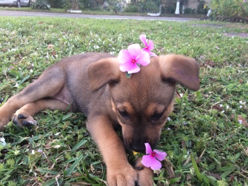 sniffing:unlawfully:I made athena a flower crown and she ate it  Today we found out that Athena has parvo, a highly fatal virus and with hospital treatment she only has at best a 50/50 chance of surviving. Right now money’s really tight and Katlyn’s