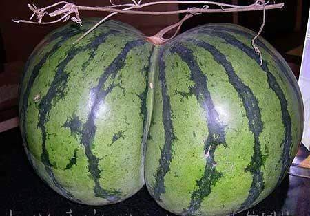 alabamaboy2012:  I want to fuck that watermellon 