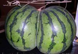 alabamaboy2012:  I want to fuck that watermellon