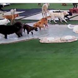 My dogs daycare has video cameras so I can