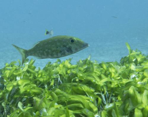 oceanimaging:#Emperor fish in the #seagrass beds of #chagos #indianocean. #biot #underwater #lethrin