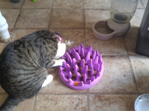 goat-yells-at-everything:  riquis:   enghurrd:  calleo:  the-last-teabender:  hiboudeluxe:  pancakemilkshake:  pancakemilkshake:  Kitties who eat too fast get ﻿ＴＨＥ  ＰＵＮＩＳＨＭＥＮＴ  ＢＯＷＬ    Tags: wow this seems cruel