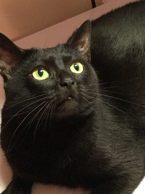 wundernerd:My friend’s cat looks like Toothless