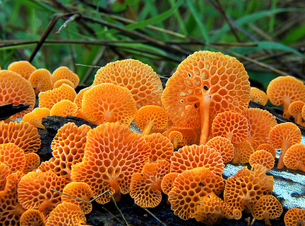 end0skeletal:   Weird Fungi! 1.  Orange Pore  2. Red Cup3. Inky Cap4. Veiled Lady5.