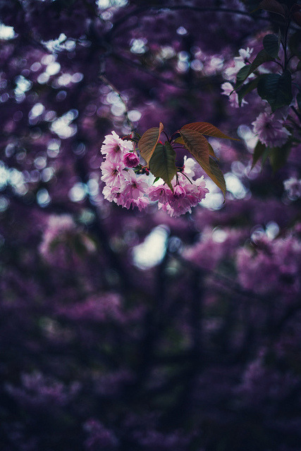 spring night by Andrine Klausen on Flickr.