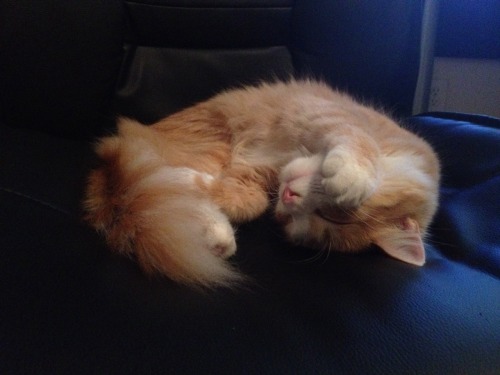youngblackandvegan:petitetimidgay:This is the adorable Flossie. She was also a rescue, and the first