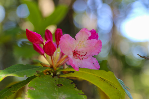 steepravine:Rhododendron Trees Flowering In Redwood ForestI hiked in this magical park for the first