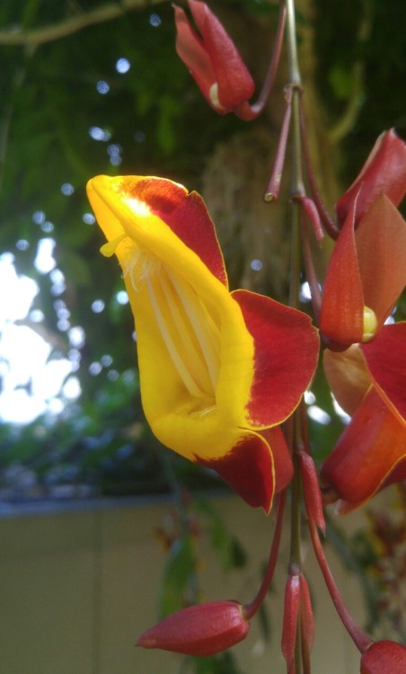 Thunbergia mysorensis is in the family Acanthaceae. Commonly known as Indian Clock Vine, it is nativ