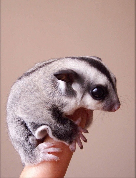 awwww-cute:  Sugar glider on a finger