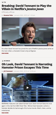 themarysue:  This may be the most amazing thing to ever happen on The Mary Sue. And if you want to read these posts: Breaking: David Tennant to Play the Villain in Netflix’s Jessica Jones Oh Look, David Tennant is Narrating Hamster Prison Escapes This