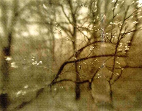 recovecosyrefrotes:  By Josef Sudek, Blossom , 1968
