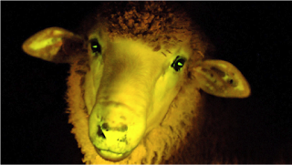 strangebiology:  They’re not photoshopped, these animals are truly glow-in-the-dark! Scientists