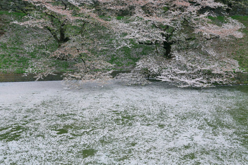 five days after. 千鳥ヶ淵 by cate♪ on Flickr.