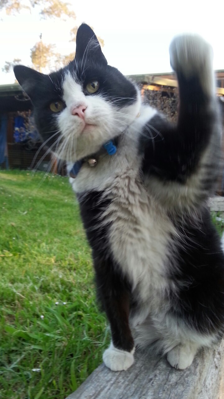 perriidott:  This cat either looks extremely impressed or really surprised 