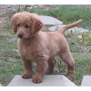 odair:solitaryconfinment:  odair:  when will they invent away to make puppies stay puppies forever its 2013 cmon obama  This is a full grown Golden Cocker Retriever, otherwise known as a forever puppy.   THANK YOU OBAMA  