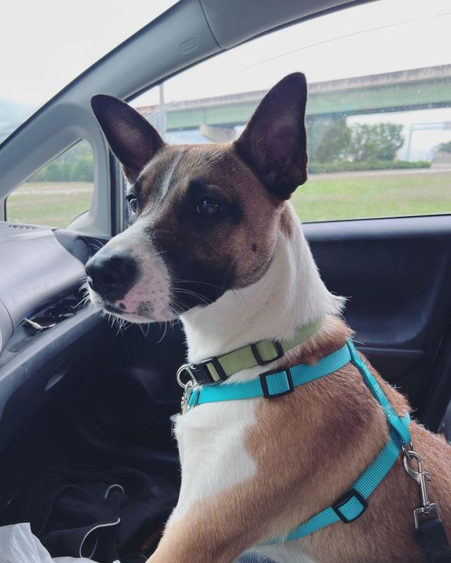 Brought home our newest addition today - Foxy Cleopatra! Looking forward to having so many adventures with this girl. And she is an excellent car passenger! #adoptdontshop🐾 #newleashonlife #foxygirl https://www.instagram.com/p/Cd_8x5SLauo/?igshid=NGJjMDIxMWI= #adoptdontshop🐾#newleashonlife#foxygirl