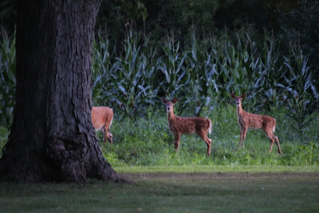 ...just before dark