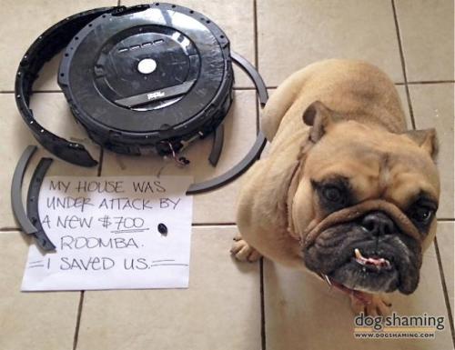 tastefullyoffensive:dogshaming:Bulldog vs. Roomba“My house was under attack by a new $700 Roomba. I 