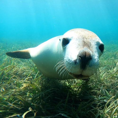 Photo taken at Blyth Island earlier this month. We are so happy the Swim with the Sealions season ha