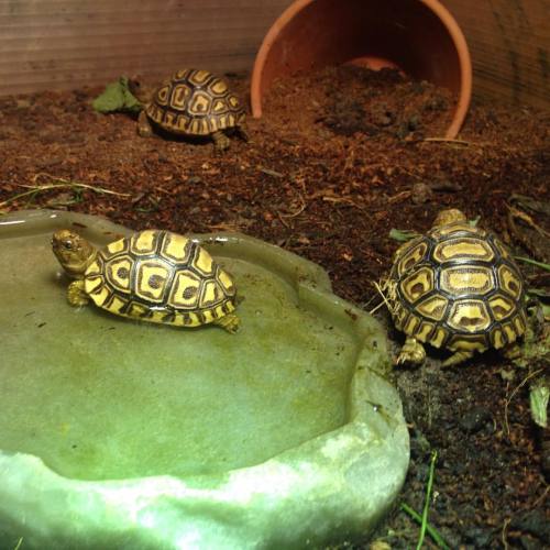 Pretty baby leopards doing well after their first month out of the eggs :-) #leopard #leopardtortois