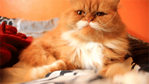 hoebliviate:  i didn’t know ron swanson was a cat 