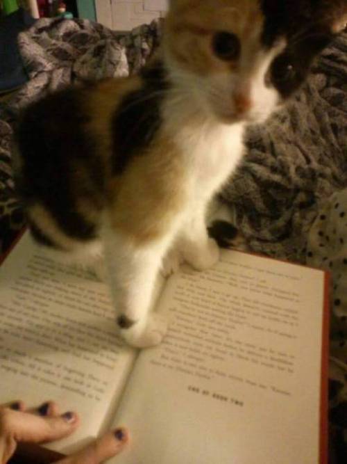 animals-lovers:If you own a cat you know the feeling