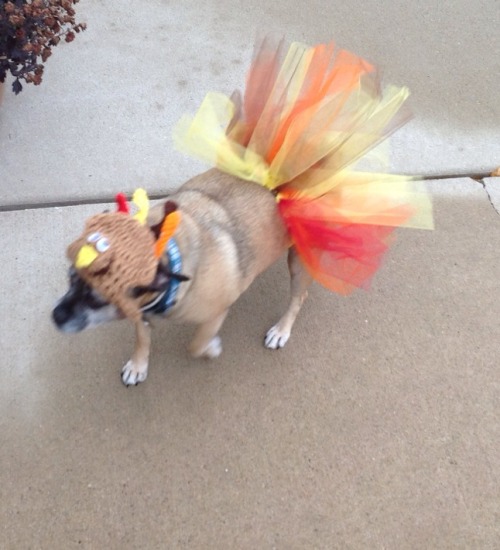 Porn the-pugs-of-halloween:  jenihartford:  Turkey photos