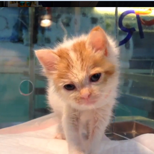 youngbaebae:  Godfrey Gao rescued an injured kitten in his basement garage. The kitten