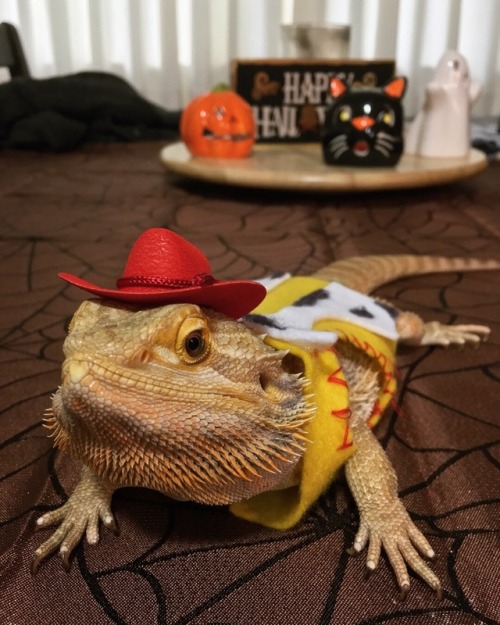 bazesleftboob:There’s a snake in my boot!