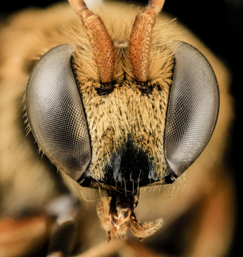 usgsbiml: A male Nomia from Thailand, note the corkscrewed antennae and the greatly expanded leg seg