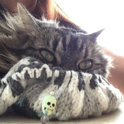 andreaarbour:I brought knitting to do while we play Open Legend, but Trinket has claimed it for her 