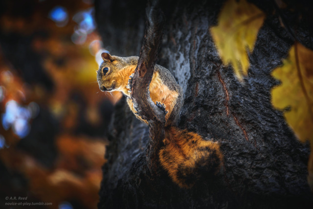 Squirrel! Happy National Squirrel Appreciation Day!