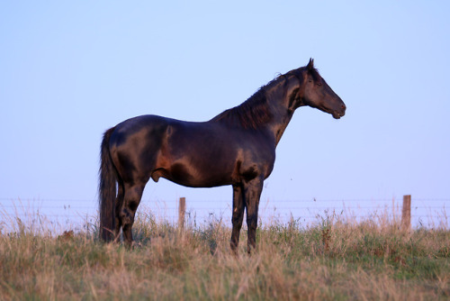 saisirlesjour - Australian stock horse stallion Spotlight.