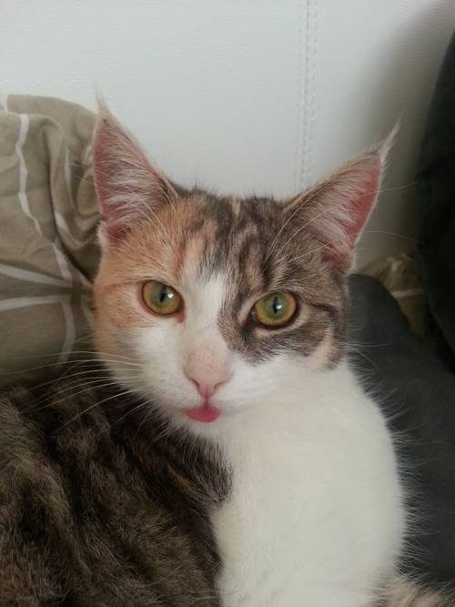 dailyblep: Dilute Calico blep.dailyblep.tumblr.com source: imgur.com/r/blep/8i5Heqv