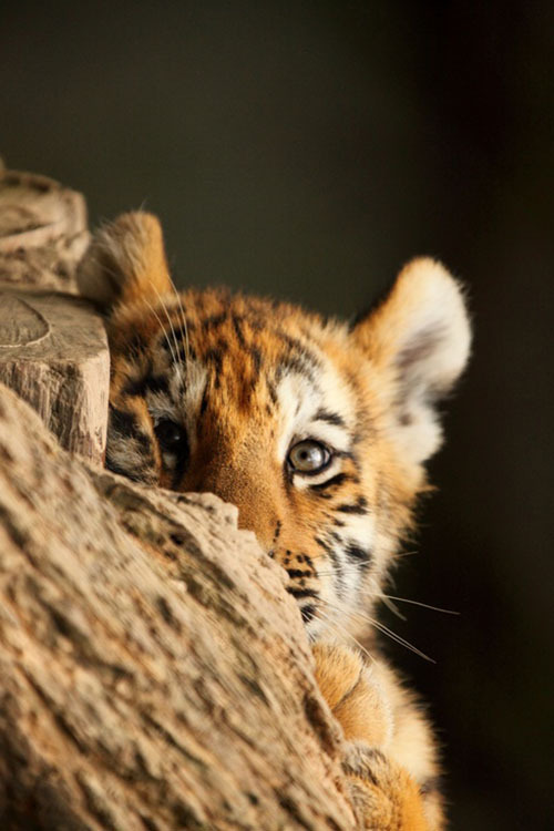 iz0mbie:  . 