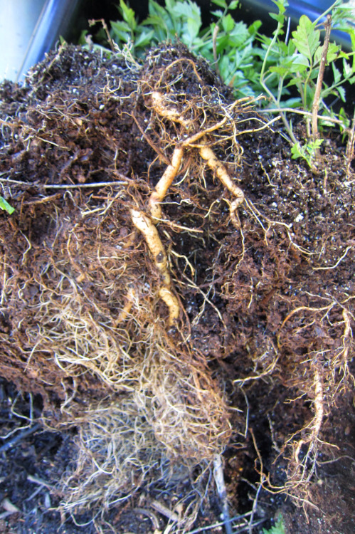 May 2015 - Dodging the Campsis radicans bulletCrisis narrowly averted! Everyone will tell you that C