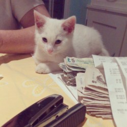 #evil little money keeping goblin #kitten