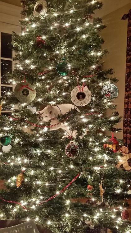 constantcaturday:Our cutest tree ornament…Wanna get a free Lush bath bomb? Click here and reply with