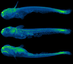 post-mitotic:  nervous system of a 5 mm