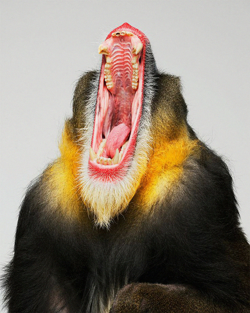 likeafieldmouse:  Christian Weber 