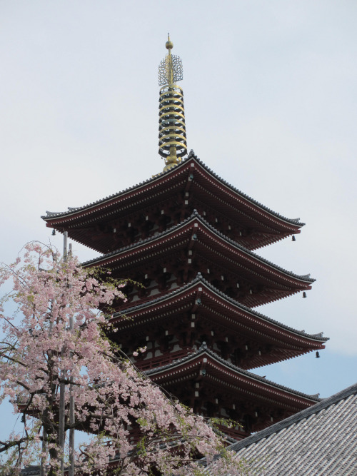 Senso-ji Buddhist temple, Asakusa, TokyoBy : missmass