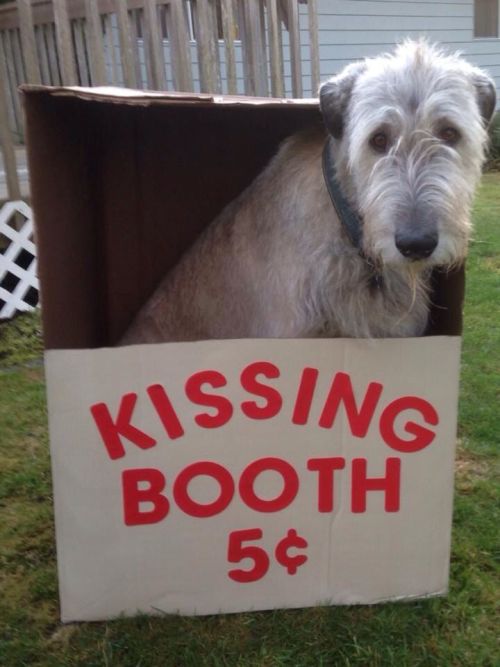 transinfiniteinduction:vastderp:rainbowbarnacle:peoplemask:anonemouse:thecutestofthecute:Irish Wolfhounds are also known as gentle giants.they’re also also known as Greater Fraggles  the one with the dog beds is KILLING ME  wanna pet the puppymust pet