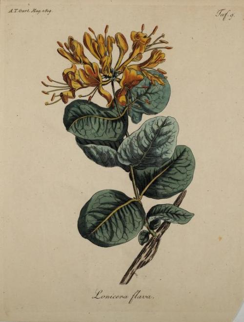 heaveninawildflower:Botanical illustrations taken from ‘Fortsetzung des Allgemeinen teutschen Garten